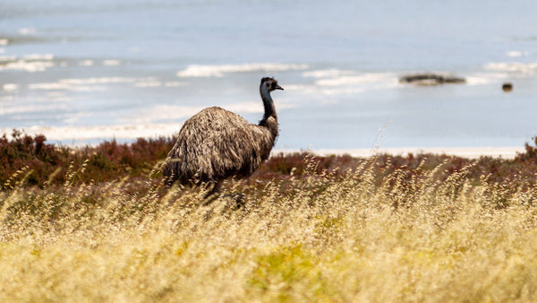 Everything You Should Know about Emu Oil and Its Various Benefits