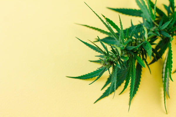 Hemp branch on a yellow background.