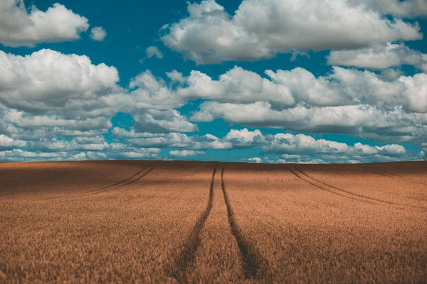 Brown field under blue sky and white clouds|Brown field under blue sky and white clouds|Brown field under blue sky and white clouds|Brown field under blue sky and white clouds|Brown field under blue sky and white clouds