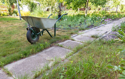 the garden wheelbarrow stands near the concrete path in the summer garden