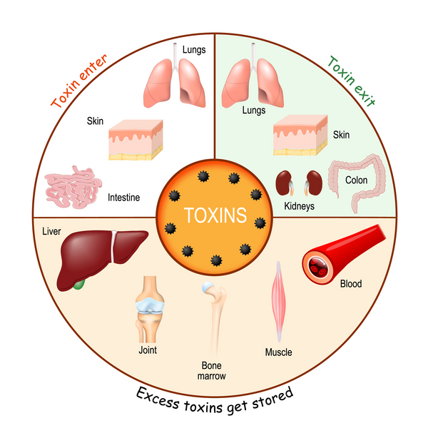 Toxins in our body