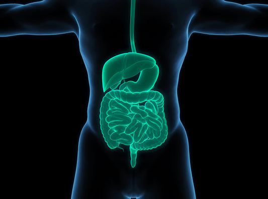 Human,Digestive,System,Anatomy.,3d,Illustration