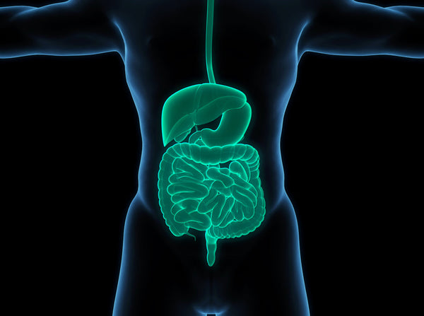 Human,Digestive,System,Anatomy.,3d,Illustration